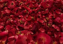 ‘Roses were Blue’ by Imrana Tanveer