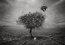 HIPA Winners of the Digital Manipulation Category