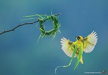 HIPA Announces 10 Winners of its May Instagram Photo Contest â€˜Birds’