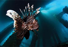 HIPA Takes a Dive Into the World of Underwater Photography with its Latest Instagram Photo Contest