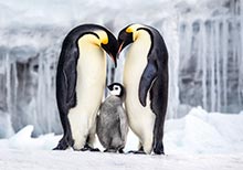 HIPA Winners of Portfolio Category