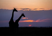 HIPA launches â€˜HIPA Safari â€“ Kenya 2015â€™ on Dubai TV