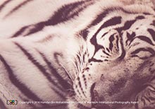 HIPA Takes Talented Photographers On Wildlife Photography Adventure