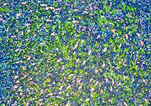 ‘Conversation With The Wilderness’ by Lana Khayat